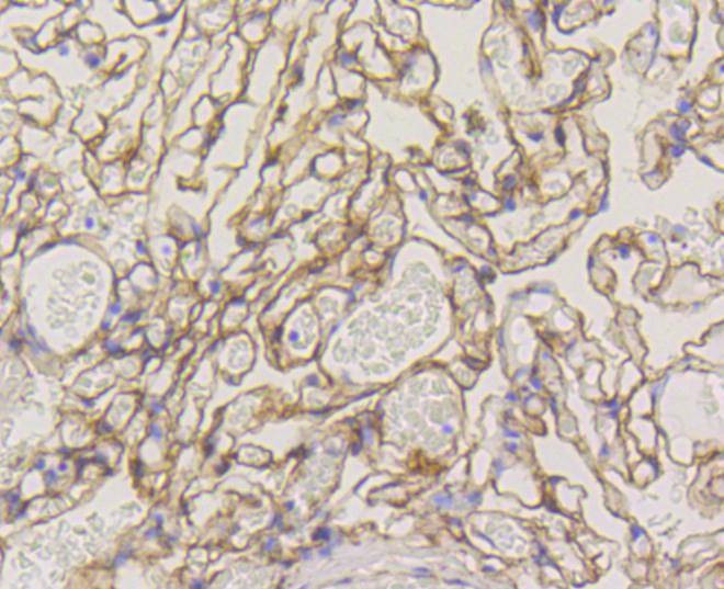 Anti-CAV1 Antibody (1U205)