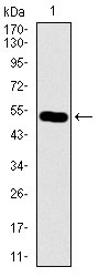 Anti-C17ORF53 Antibody (1Z939)