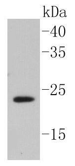 Anti-Caveolin 2 Antibody (7L548)