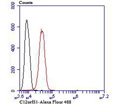 Anti-C12orf51 Antibody (8V885)