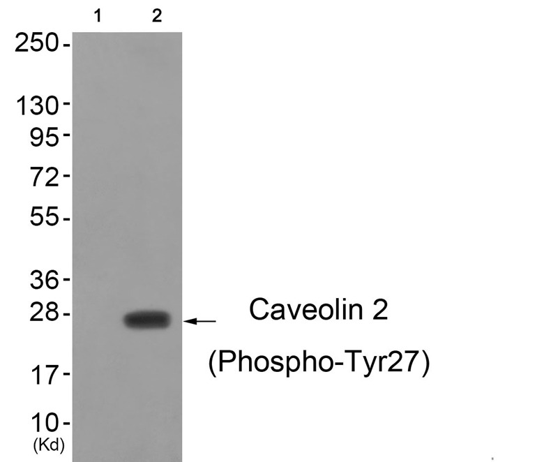 Anti-Phospho-Caveolin 2 (Tyr27) Polyclonal Antibody 2
