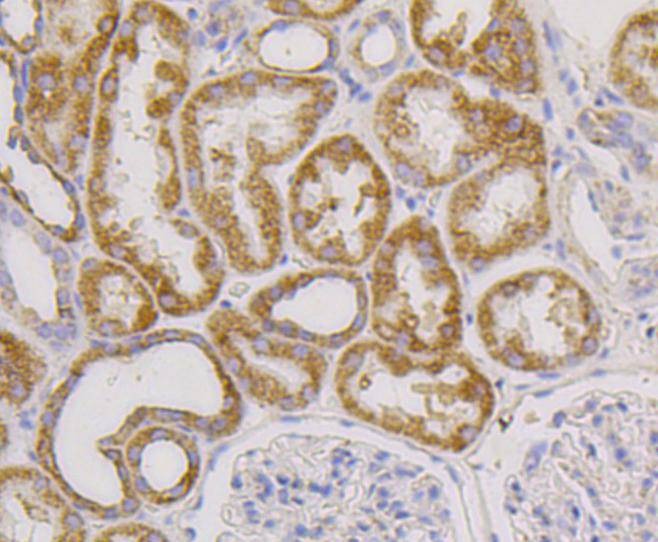 Anti-CD9 Antibody (7S503)