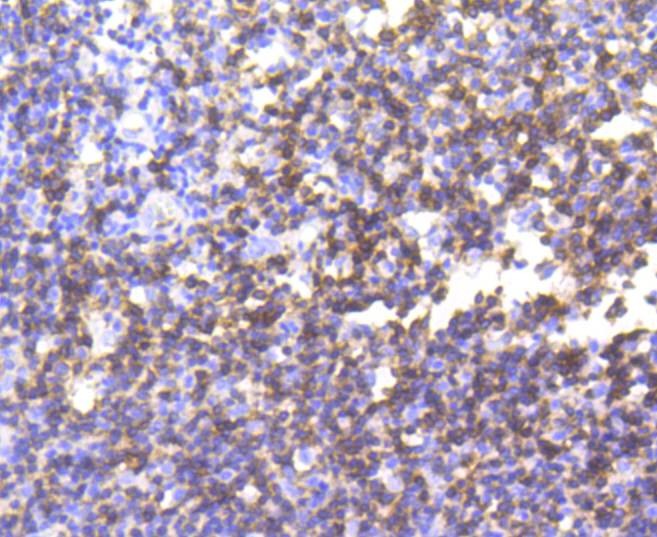 Anti-CD3 epsilon/CD3e Antibody (8Z76)