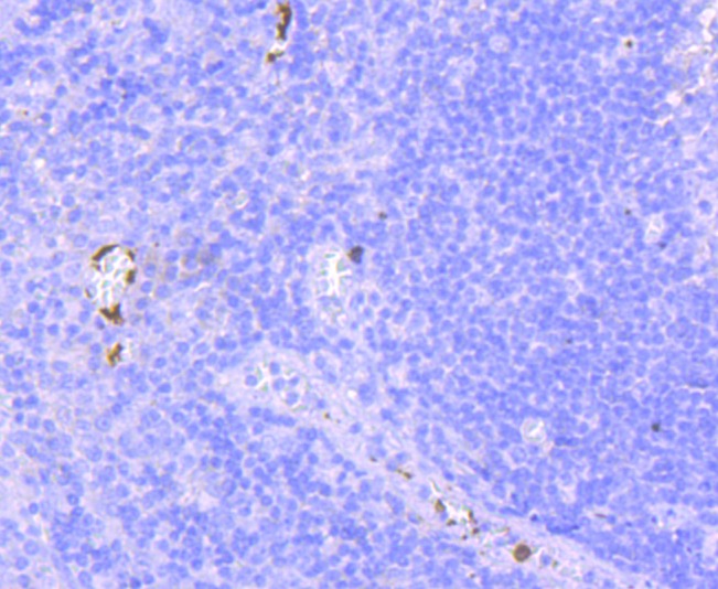 Anti-CD41 Antibody (5U824)