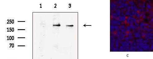Anti-CD68 Antibody (5F511)