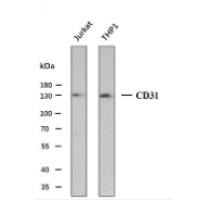 Anti-CD31 Antibody (7C778)