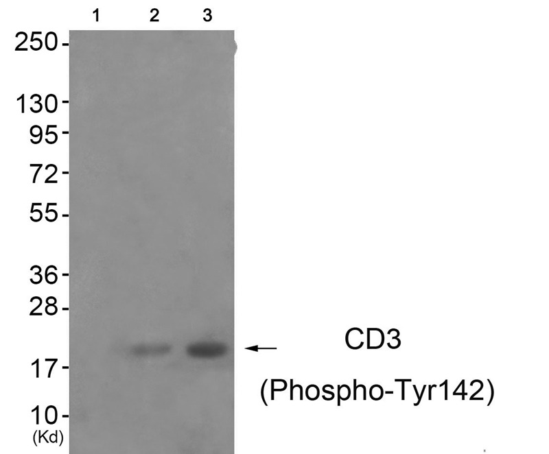 Anti-Phospho-CD3 zeta/CD247 (Tyr142) Polyclonal Antibody