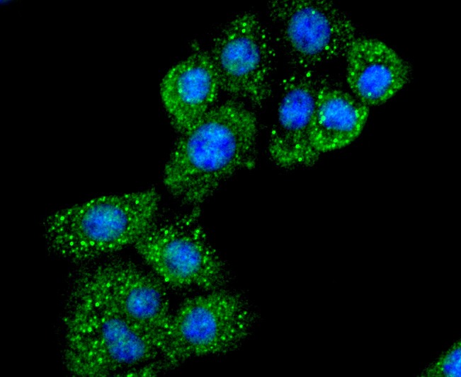 Anti-CD40 Ligand Antibody (1A416)