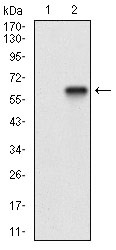 Anti-CD200 Antibody (8I103)