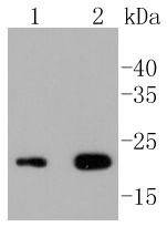 Anti-CD3 epsilon/CD3e Antibody (8Z76)