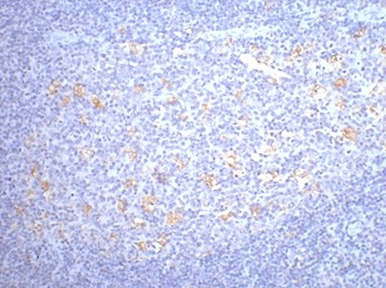 Anti-CD68 Antibody (5F511)