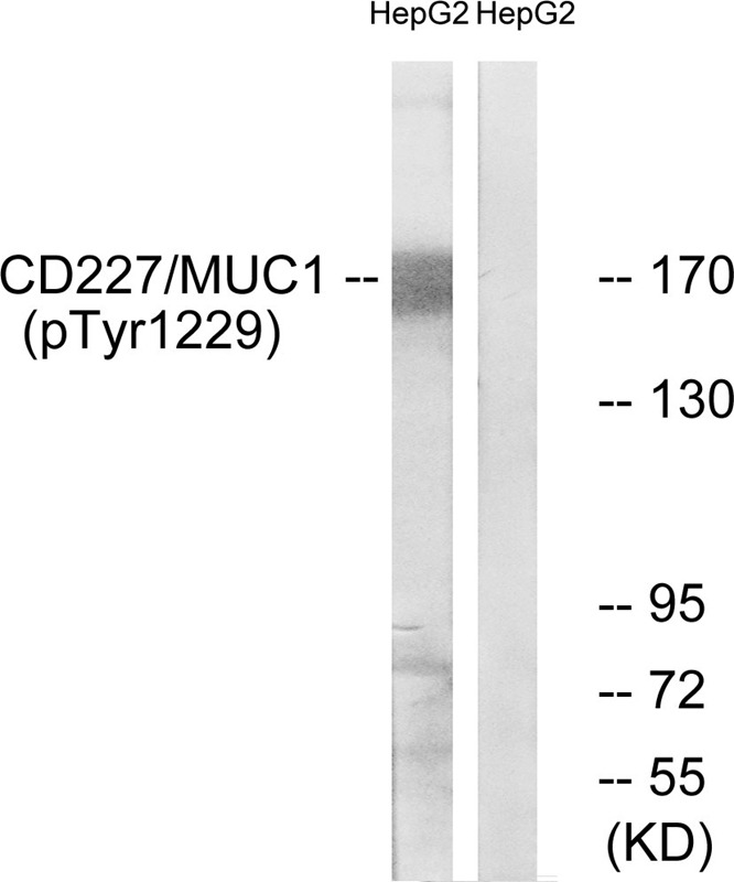 Anti-Phospho-Mucin-1/MUC1 (Tyr1229) Polyclonal Antibody 2