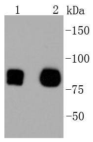Anti-CD44 Antibody (5M235)