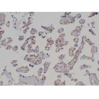 Anti-CD31 Antibody (7C778)