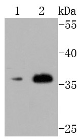 Anti-CD40 Ligand Antibody (1A416)