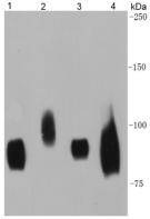 Anti-CD44 Antibody (7A260)