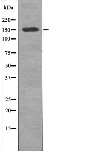 Anti-Phospho-CD45 (Tyr1216) Polyclonal Antibody