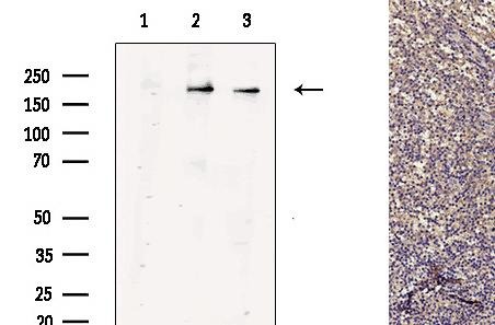 Anti-CD68 Antibody (5F511)