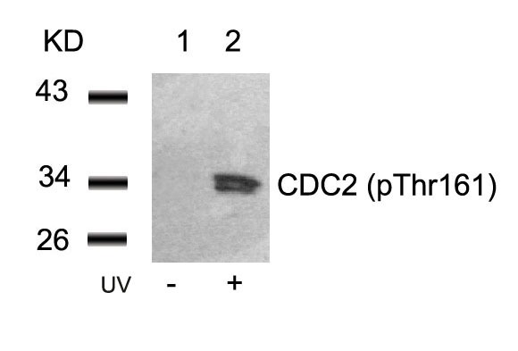 Anti-Phospho-CDK1 (Thr161) Polyclonal Antibody 2