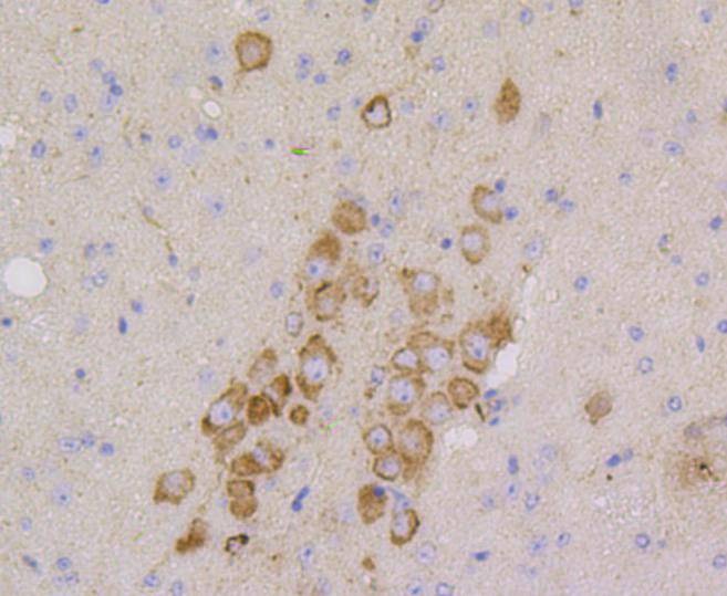 Anti-CD9 Antibody (7S503)