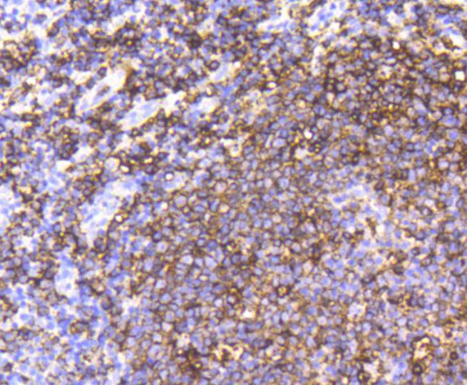 Anti-CD20 Antibody (9T986)