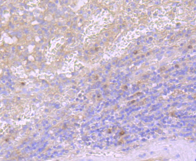 Anti-CD40 Ligand Antibody (1A416)