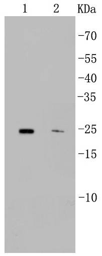 Anti-CD9 Antibody (7S503)