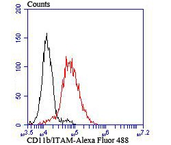 Anti-CD11b Antibody (5B108)