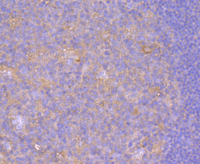 Anti-CD80 Antibody (2K870)