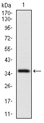 Anti-CD7 Antibody (9J161)