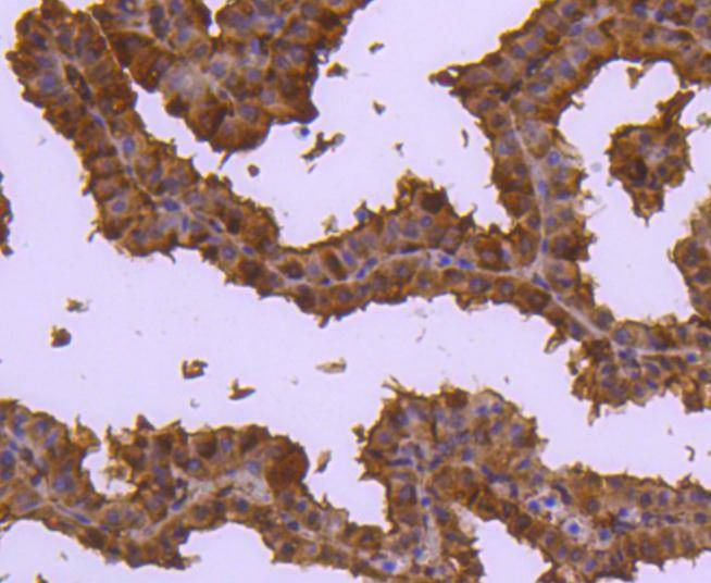 Anti-CDC37 Antibody (9W150)