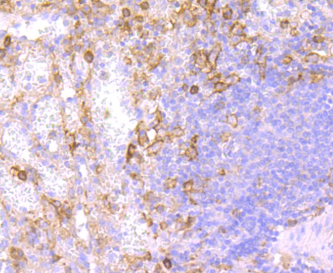 Anti-FCGR2A Antibody (8G444)