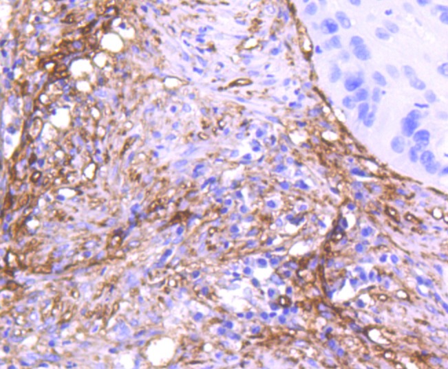 Anti-Thy1/CD90 Antibody (8H794)
