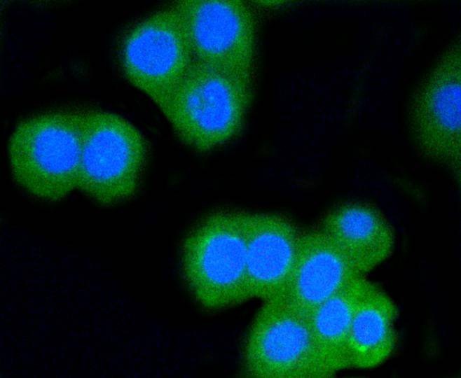 Anti-CD8 alpha Antibody (1T746)