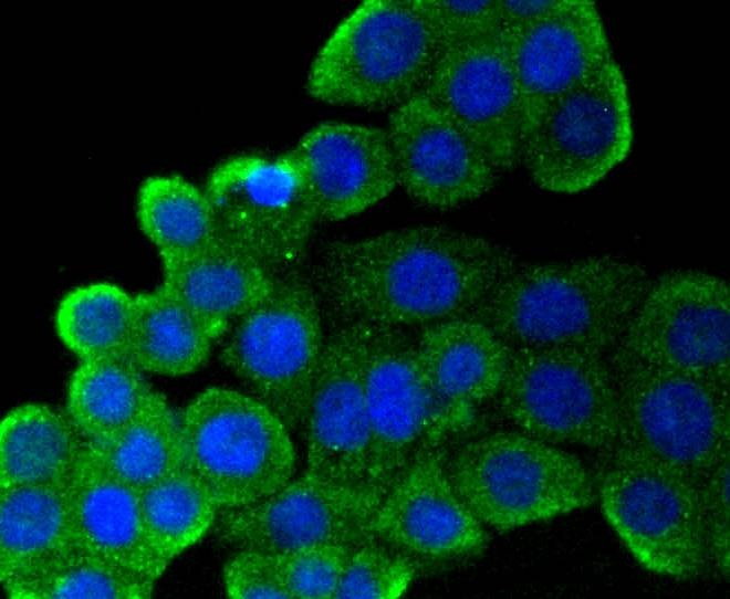 Anti-CD9 Antibody (7S503)