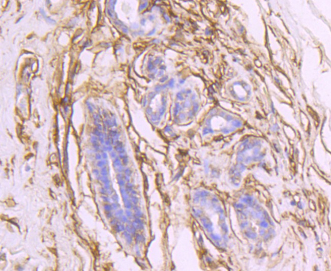 Anti-NT5E Antibody (1N164)