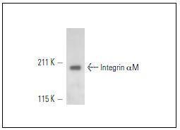Anti-CD11b Antibody (5C987)