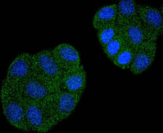 Anti-CDC23 Antibody (8S190)