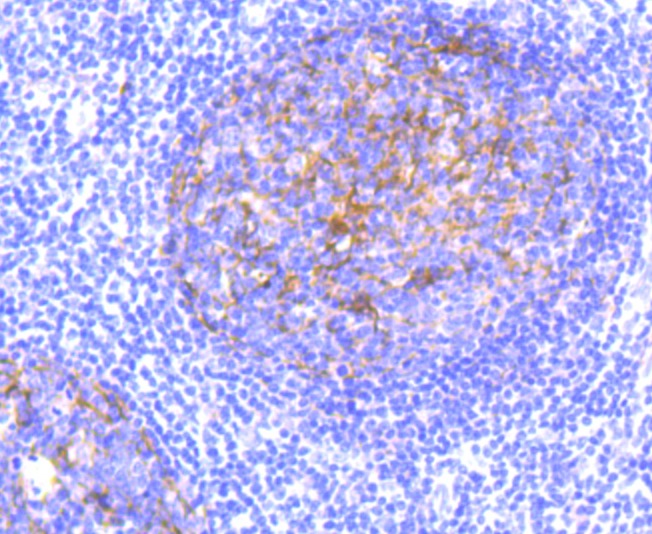 Anti-CD11b Antibody (5B108)