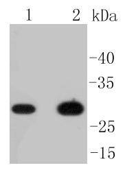 Anti-CD8 alpha Antibody (1T746)