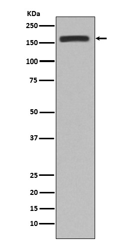 Anti-CD11b Antibody (5B108)