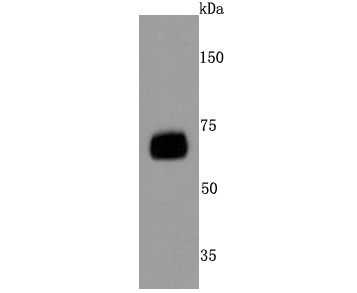 Anti-NT5E Antibody (1N164)