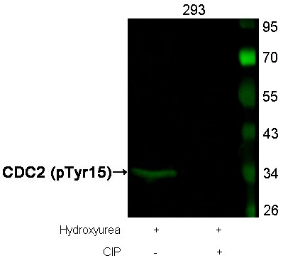 Anti-Phospho-CDK1 (Tyr15) Polyclonal Antibody