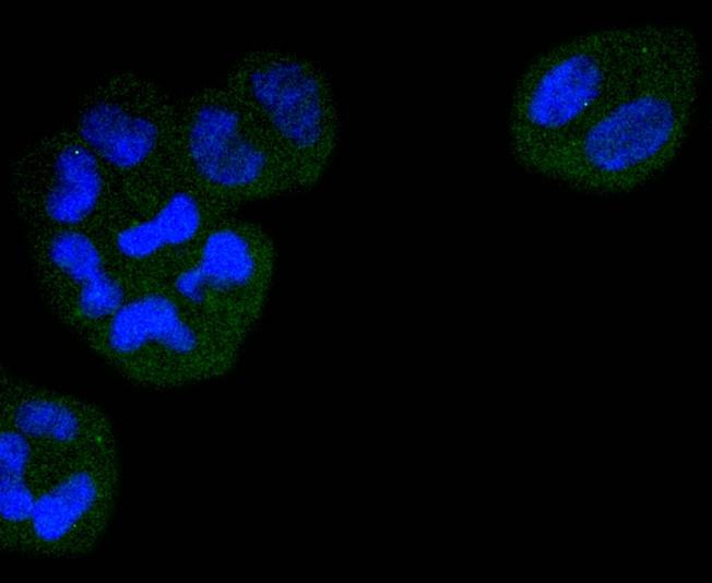 Anti-CDC23 Antibody (8S190)