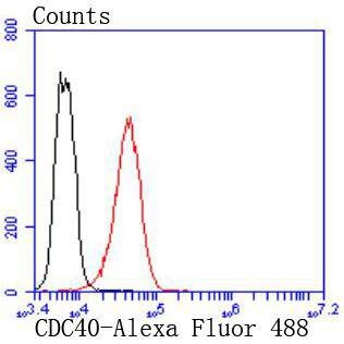 Anti-CDC40 Antibody (4S858)