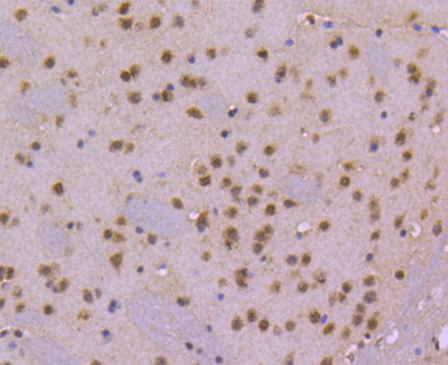 Anti-CDC40 Antibody (4S858)