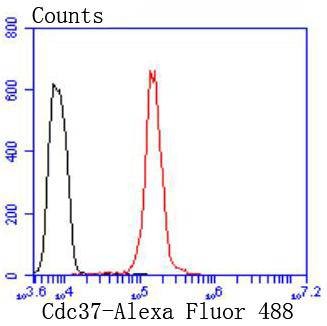 Anti-CDC37 Antibody (9W150)