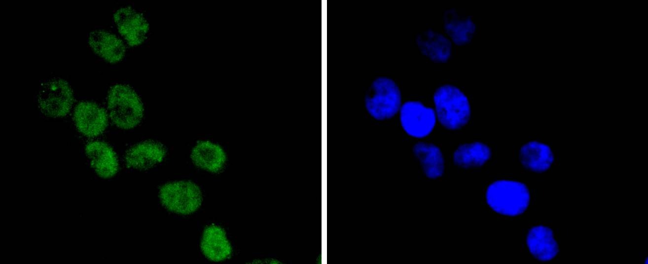 Anti-CDC40 Antibody (4S858)