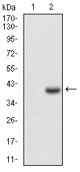 Anti-CD7 Antibody (9J161)