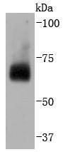 Anti-CDC40 Antibody (4S858)
